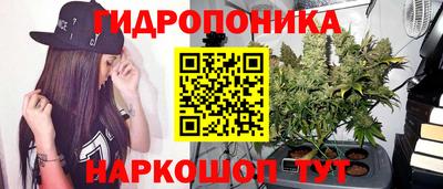 шишки Кимры